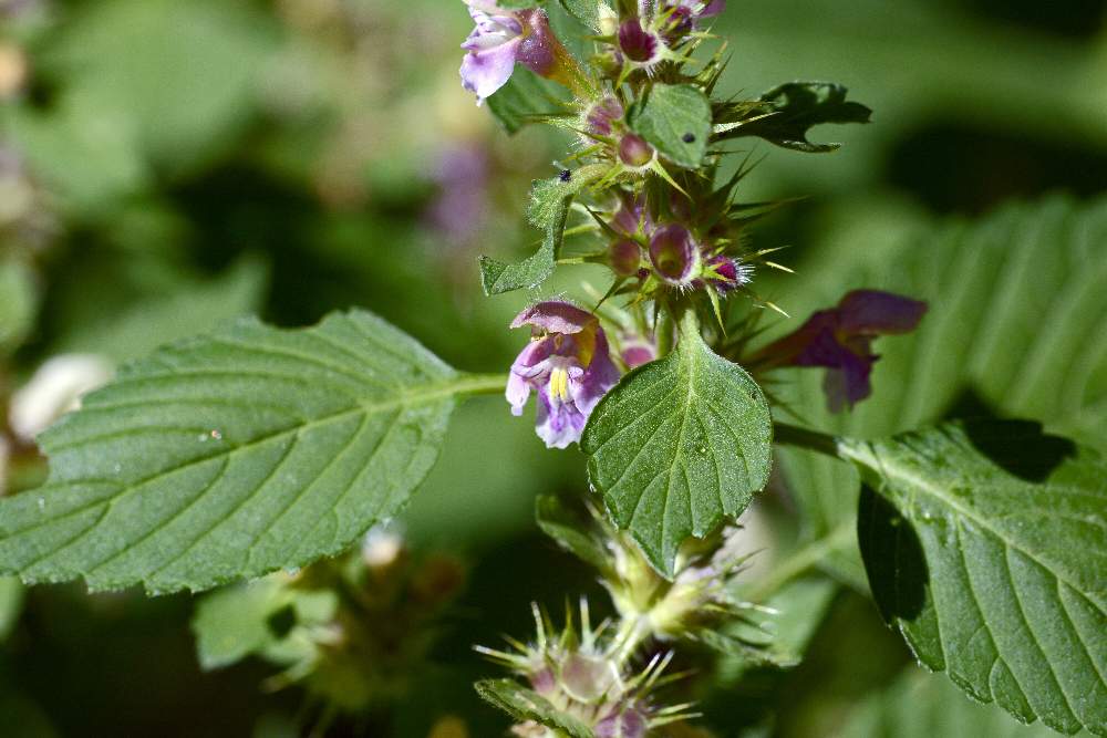 Galeopsis terzo da ID.